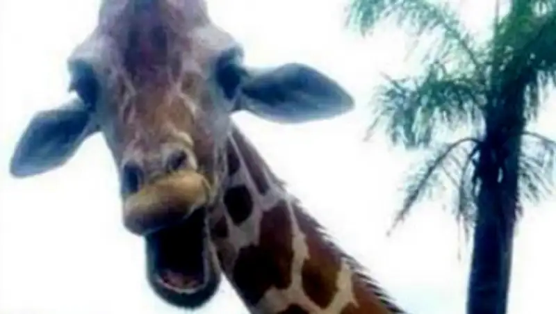 Смеющийся жираф превратил селфи ирландских туристов в фотобомбу