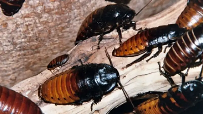 Одиноким жителям Сан-Франциско предложили взять шефство над тараканами