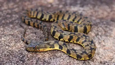 От укуса гадюки в Алматинской области скончался ребенок, фото - Новости Zakon.kz от 01.07.2023 00:34