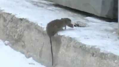 Zakon.kz, фото - Новости Zakon.kz от 27.11.2014 16:50