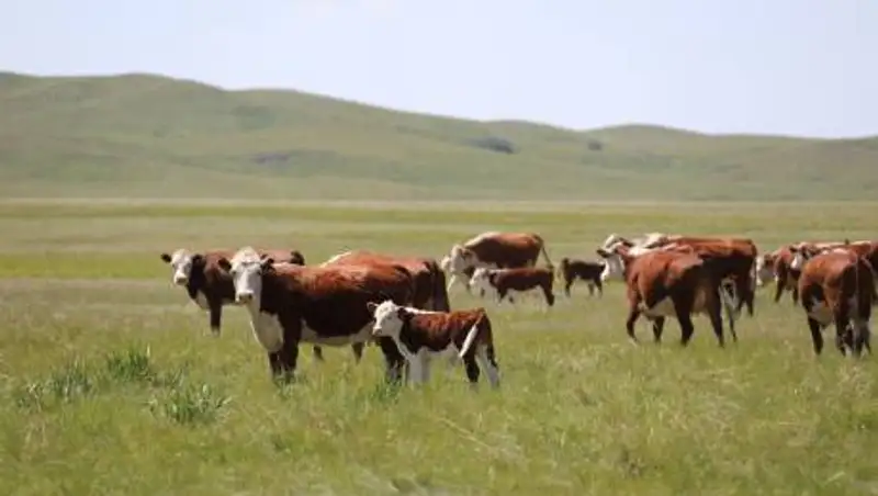 Запрет на вывоз маточного поголовья скота вводят в Казахстане