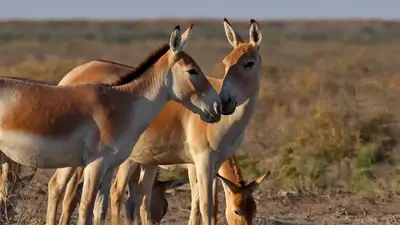 Мистический остров в Казахстане: Кто и как может попасть на Барсакельмес, фото - Новости Zakon.kz от 18.09.2023 14:06