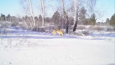 facebook, фото - Новости Zakon.kz от 01.02.2020 12:19