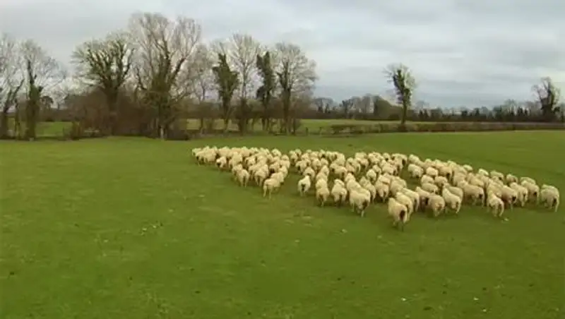 Ирландский фермер заменил собаку-пастуха дроном
