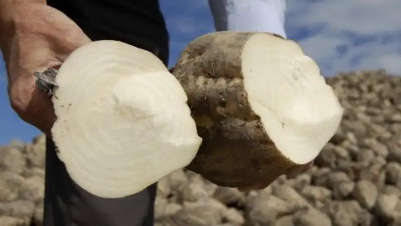 В Алматинской области получен первый сахар нового урожая