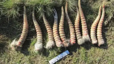 yandex.kz, фото - Новости Zakon.kz от 28.10.2019 23:38