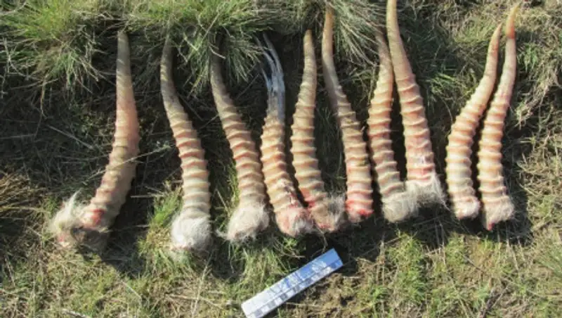 72 туши сайги с отпиленными рогами. Выставлены блок-посты