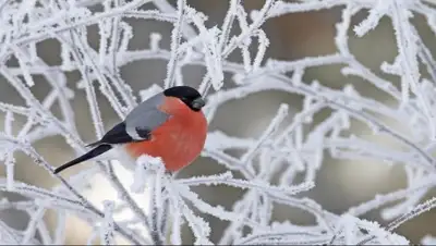 Zakon.kz, фото - Новости Zakon.kz от 13.12.2014 15:07