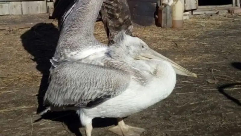 Павлодар облысында бірқазан құсы табылды