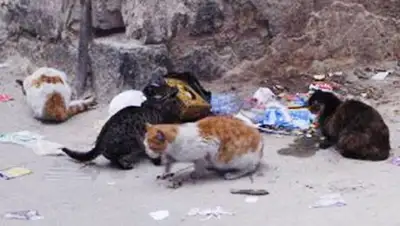 Zakon.kz, фото - Новости Zakon.kz от 23.05.2014 20:39