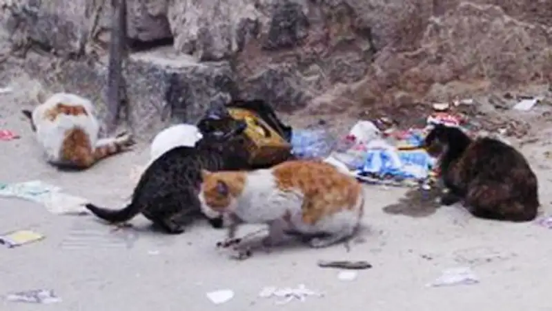 В Кызылорде отстреляно почти три тысячи кошек