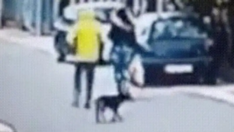 Бездомный пёс спас девушку от грабителя