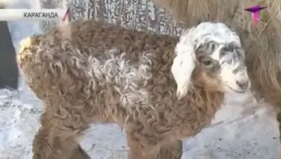 Zakon.kz, фото - Новости Zakon.kz от 06.02.2014 15:30