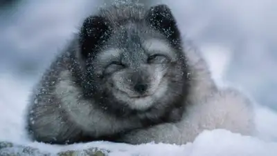 Zakon.kz, фото - Новости Zakon.kz от 25.11.2016 22:21