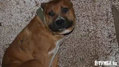 Zakon.kz, фото - Новости Zakon.kz от 19.11.2015 22:49