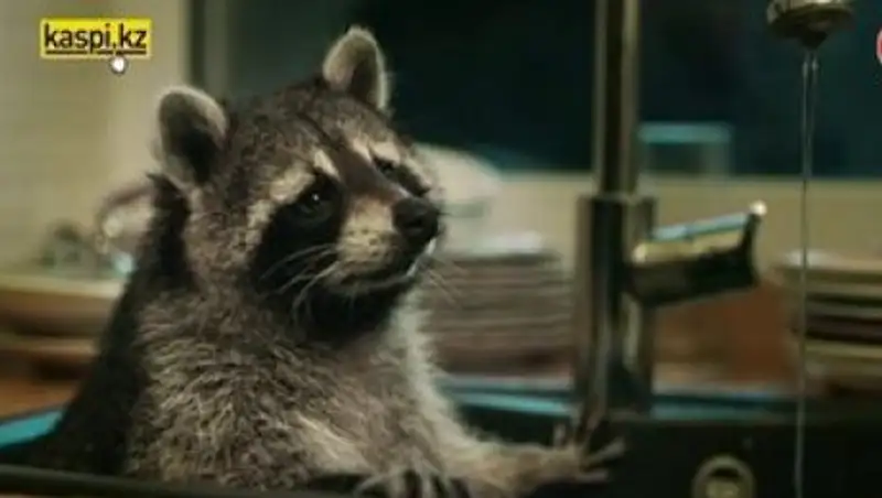 Енот в рекламной кампании Kaspi.kz