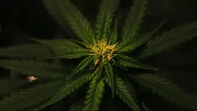 Могут ли легализовать марихуану в Казахстане, рассказали в МВД, фото - Новости Zakon.kz от 11.11.2022 13:10