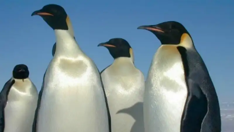 Пингвин-путешественник из зоопарка Тбилиси возвращается на родину