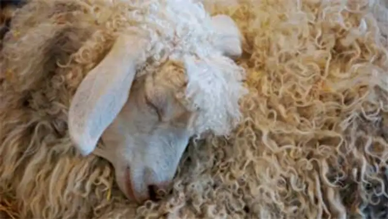 Актюбинские полицейские задержали мужчину, который украл овец на сумму более 1 млн тг