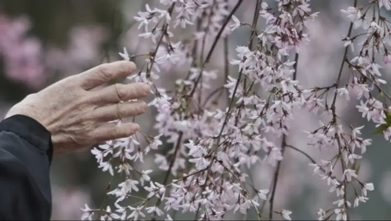 В Японии начался сезон цветения сакуры