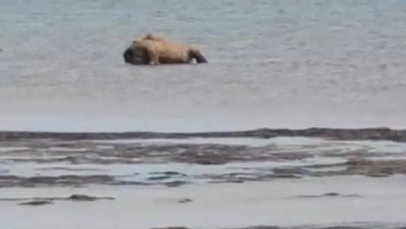 Десятки трупов верблюдов нашли на берегу Каспия