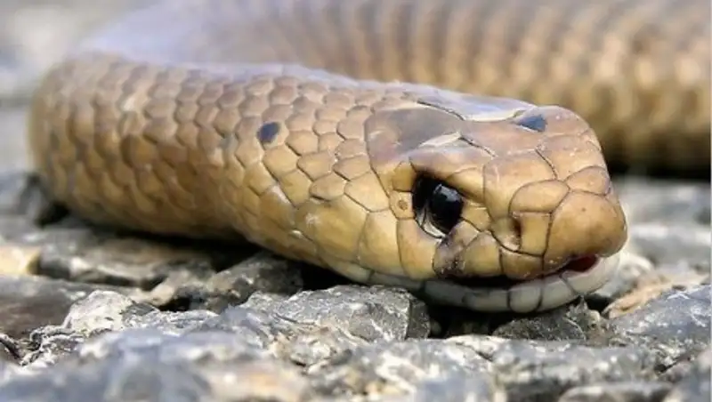 В Австралии поймали всех сбежавших при пожаре змей