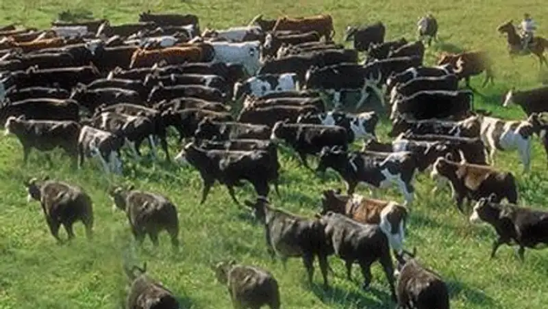 В 2014 году в Костанайской области начнется работа по обводнению пастбищ