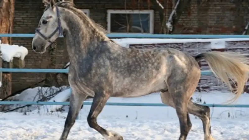 В Алматинской области скотокрады зарезали лошадей элитных пород