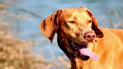 В Каратау собака разодрала 7-летнему мальчику лицо, фото - Новости Zakon.kz от 08.08.2023 15:03
