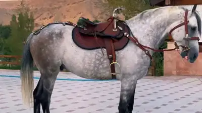 Президент Кыргызстана Садыр Жапаров подарил жеребца казахскому поэту, фото - Новости Zakon.kz от 21.08.2023 07:20