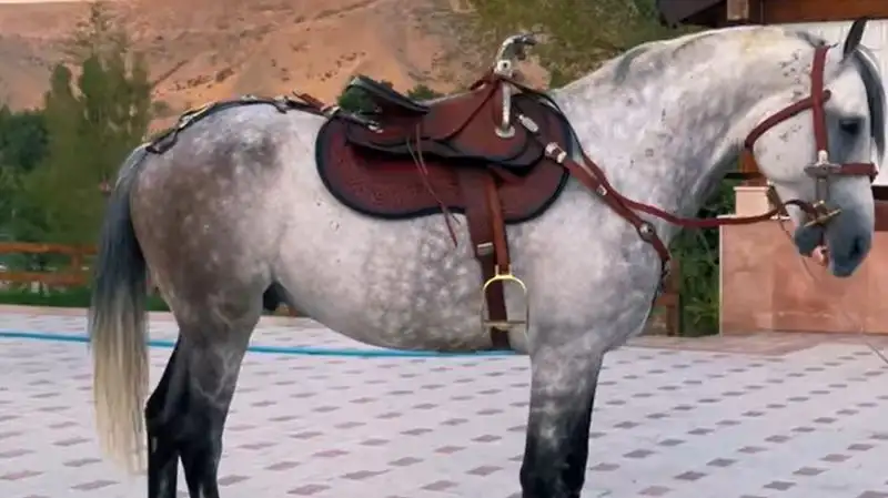 Президент Кыргызстана Садыр Жапаров подарил жеребца казахстанскому поэту