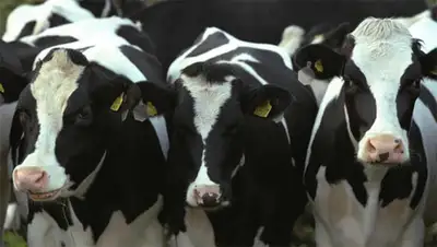 Zakon.kz, фото - Новости Zakon.kz от 17.11.2014 03:00