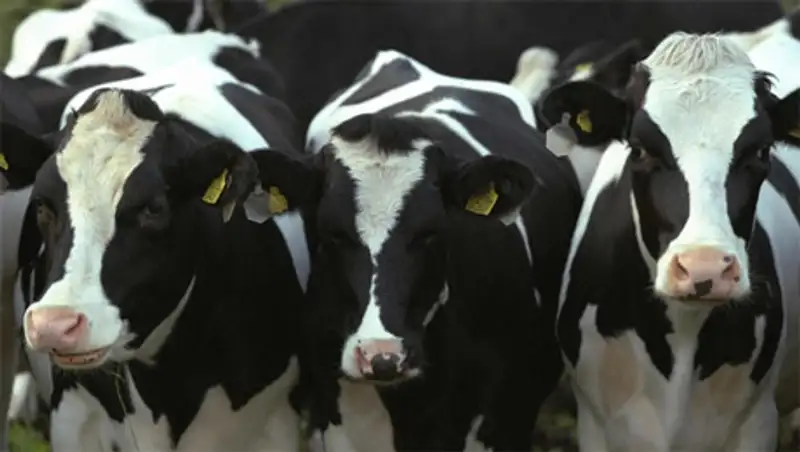 Кызылординские предприниматели на 173% перевыполнили план по программе «Сыбага»