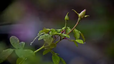 Public Domain Pictures, фото - Новости Zakon.kz от 05.08.2019 09:08