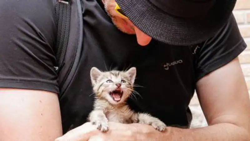 Пять пород кошек, которые не пахнут