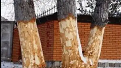 Zakon.kz, фото - Новости Zakon.kz от 29.12.2016 17:35