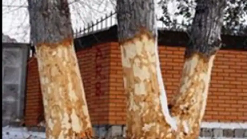 Павлодарда белгісіз біреулер &#1179;ос теректі&#1187; &#1179;абы&#1171;ын сыпырып ал&#1171;ан 