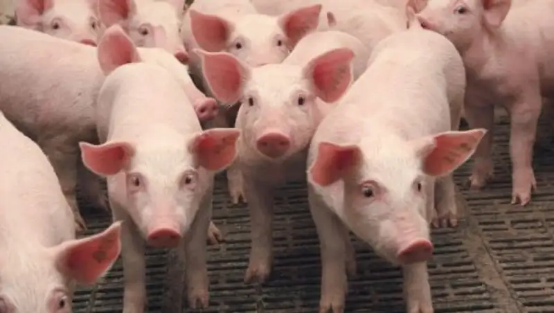 Казахстан закрыл поставки свинины из Омской области 