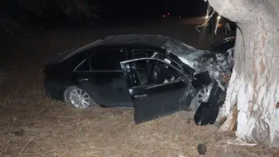 дерево, ДТП, фото - Новости Zakon.kz от 14.11.2022 13:43