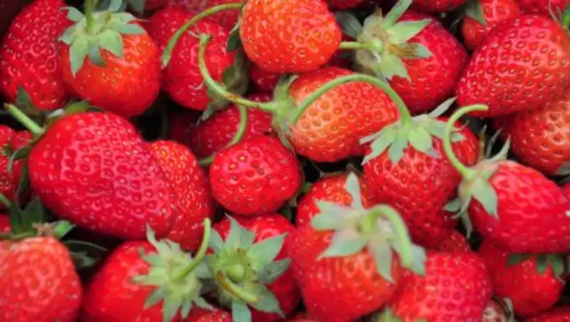 Из Сайрамского района жителям столицы отправили 4 тонны клубники