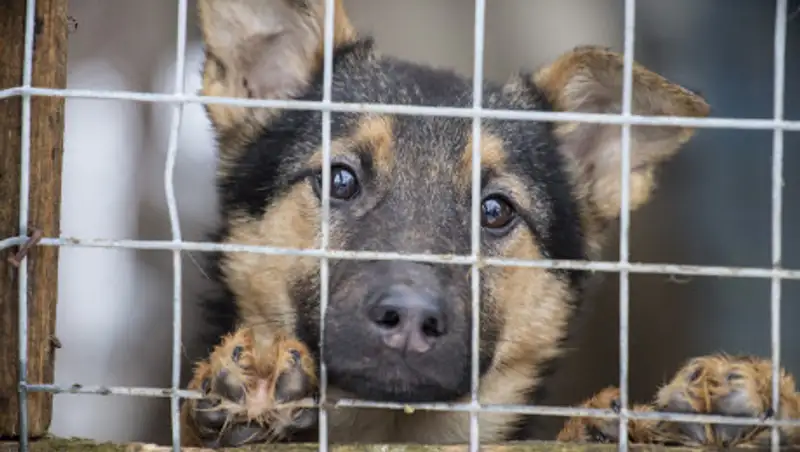 Неизвестные расстреляли собак в актауском приюте для животных