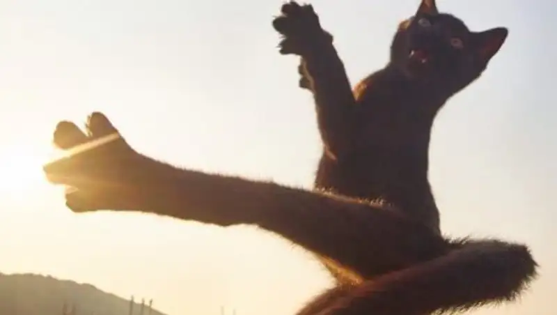 Спасайся, кто может: кошки-ниндзя наступают