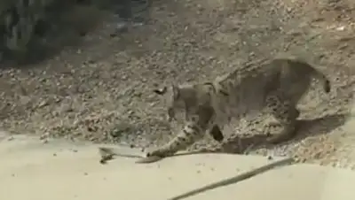 Скриншот с видео, фото - Новости Zakon.kz от 07.04.2018 21:10