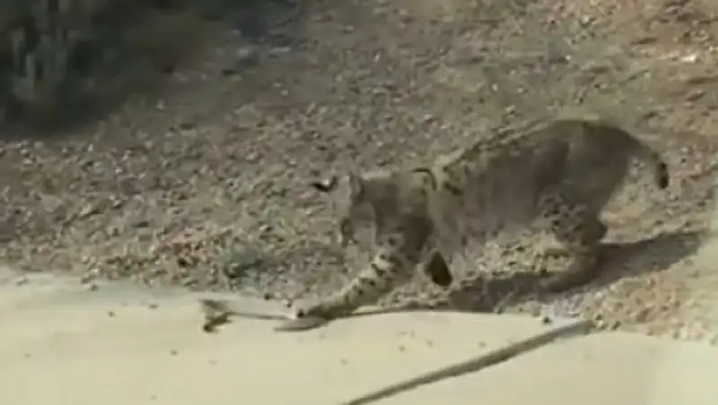 Смертельная схватка рыси с гремучей змеей попала на видео