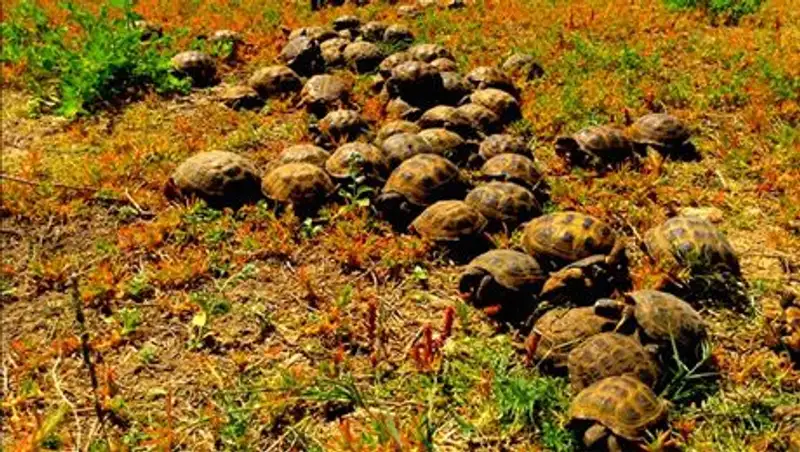 Более 1000 контрабандных черепах отпустили на волю