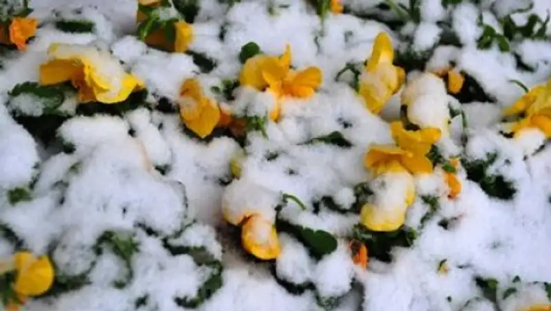 Практически на всей территории страны сегодня осадков не будет