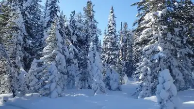 Pixabay, фото - Новости Zakon.kz от 08.02.2019 09:25