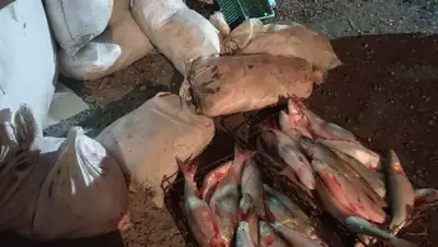 Рыбу на 2 млн тенге изъяли у браконьеров в Жетысуской области