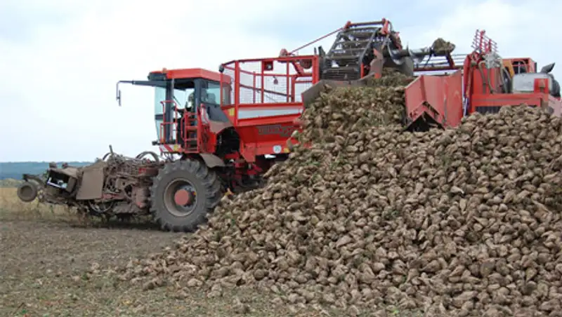 Свекловоды Алматинской области из-за обильных дождей не могут вывезти с полей урожай