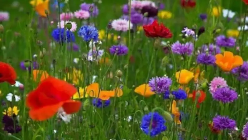 В Казахстане, несмотря на кратковременные дожди, по-прежнему будет жарко